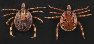 Attēlu rezultāti vaicājumam “Dermacentor reticulatus female”