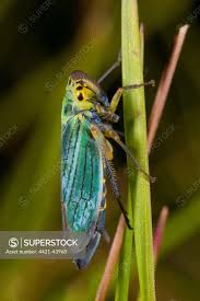 Attēlu rezultāti vaicājumam “Cicadella viridis”