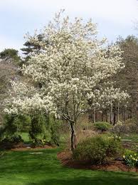Attēlu rezultāti vaicājumam “Amelanchier canadensis”