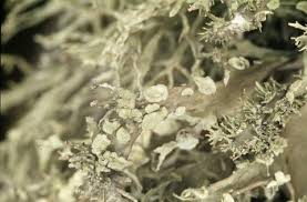 Attēlu rezultāti vaicājumam “Ramalina farinacea”