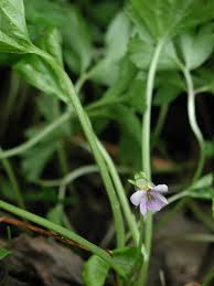 Attēlu rezultāti vaicājumam “Viola mirabilis”