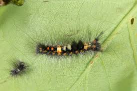 Attēlu rezultāti vaicājumam “Orgyia antiqua”