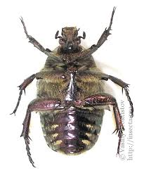 Attēlu rezultāti vaicājumam “Potosia cuprea imago”