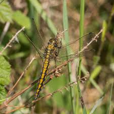 Attēlu rezultāti vaicājumam “Orthetrum cancellatum male”