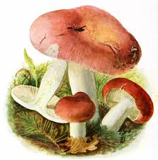 Attēlu rezultāti vaicājumam “Russula vesca”