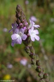 Image result for Verbena officinalis