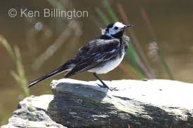 Attēlu rezultāti vaicājumam “Motacilla alba”