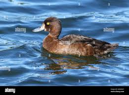 Attēlu rezultāti vaicājumam “Aythya fuligula”