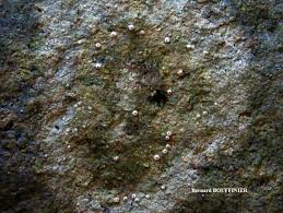 Attēlu rezultāti vaicājumam “Petractis sp.”