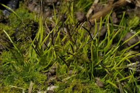 Attēlu rezultāti vaicājumam “Anthocerotopsida”