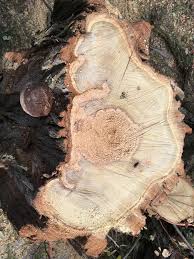 Attēlu rezultāti vaicājumam “Phellinus robustus”