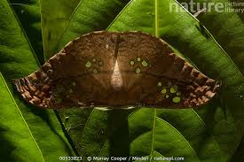 Attēlu rezultāti vaicājumam “Saturniidae”