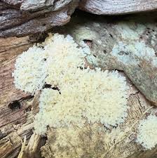 Attēlu rezultāti vaicājumam “Fuligo cinerea spores”