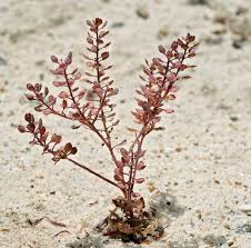 Attēlu rezultāti vaicājumam “Lepidium densiflorum flower”