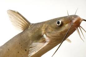 Image result for Ictalurus punctatus