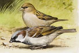 Image result for Passer domesticus
