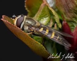 Attēlu rezultāti vaicājumam “Syrphus torvus”