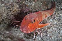 Image result for Chelidonichthys cuculus