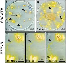 Attēlu rezultāti vaicājumam “Physarum bitectum macro”