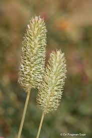 Attēlu rezultāti vaicājumam “Phleum phleoides fruit”