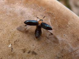 Attēlu rezultāti vaicājumam “Tetratoma fungorum”