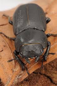 Attēlu rezultāti vaicājumam “Dorcus parallelopipedus”