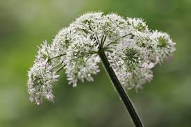 Attēlu rezultāti vaicājumam “Angelica sylvestris flower”