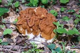 Attēlu rezultāti vaicājumam “Fuligo gyrosa macro”