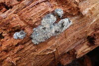 Attēlu rezultāti vaicājumam “Lindbladia tubulina”