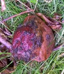 Attēlu rezultāti vaicājumam “Hildenbrandia rivularis”