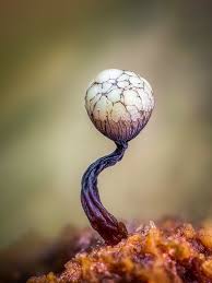 Attēlu rezultāti vaicājumam “Physarum bitectum macro”