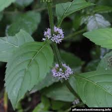 Attēlu rezultāti vaicājumam “Mentha arvensis”