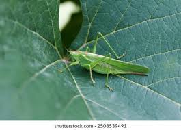 Attēlu rezultāti vaicājumam “Dasytes caeruleus imago”