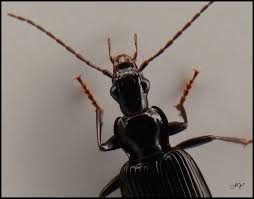 Attēlu rezultāti vaicājumam “Limodromus assimilis”