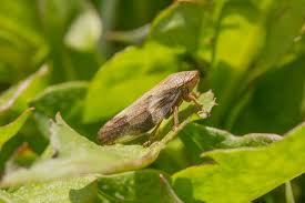 Attēlu rezultāti vaicājumam “Auchenorrhyncha”