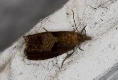 Attēlu rezultāti vaicājumam “Dichrorampha simpliciana”