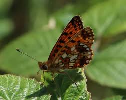 Attēlu rezultāti vaicājumam “Clossiana selene”