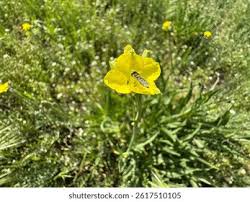 Attēlu rezultāti vaicājumam “Diplotaxis muralis flower”