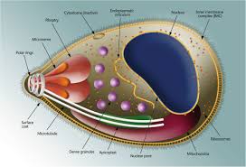 Attēlu rezultāti vaicājumam “Lignydium muscorum plasmodium”