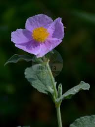 Attēlu rezultāti vaicājumam “Cistaceae”