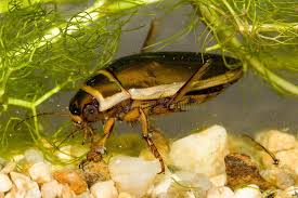 Attēlu rezultāti vaicājumam “Dytiscus dimidiatus”