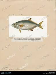 Image result for Lichia amia