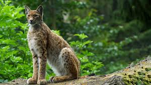 Image result for Lancashire Lynx
