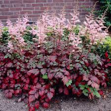 Image result for Astilbe