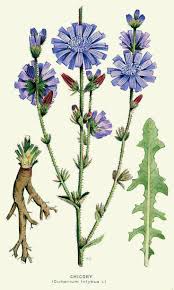 Image result for Chicorée