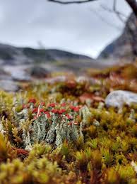 Attēlu rezultāti vaicājumam “Cladonia coccifera”