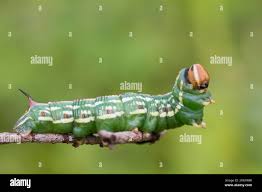 Attēlu rezultāti vaicājumam “Sphinx pinastri larva”