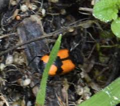 Attēlu rezultāti vaicājumam “Panagaeus cruxmajor”