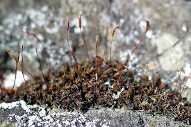 Attēlu rezultāti vaicājumam “Syntrichia”