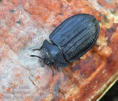 Attēlu rezultāti vaicājumam “Peltis grossa”